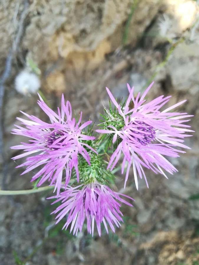 Raggio Di Sole Nonna Giovina
